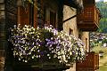 Clicca l'immagine per ingrandirla. 

Nome: livigno_flowers.jpg 
Visualizzazioni: 60 
Dimensione: 91,5 KB 
ID: 17343