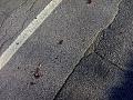 Clicca l'immagine per ingrandirla. 

Nome: road-688359_960_720.jpg 
Visualizzazioni: 77 
Dimensione: 181,5 KB 
ID: 24959