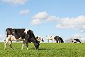 Clicca l'immagine per ingrandirla. 

Nome: vacche-vacca-mucca-razza-holstein-by-gozzoli-fotolia-750.jpeg 
Visualizzazioni: 66 
Dimensione: 203,7 KB 
ID: 28208