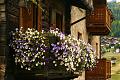 Clicca l'immagine per ingrandirla. 

Nome: livigno_flowers.jpg 
Visualizzazioni: 75 
Dimensione: 91,5 KB 
ID: 31131