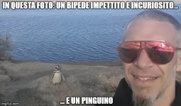 pinguino.jpg