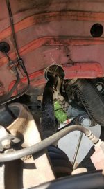 beetle 5c asolatura.jpg