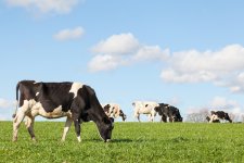 vacche-vacca-mucca-razza-holstein-by-gozzoli-fotolia-750.jpeg