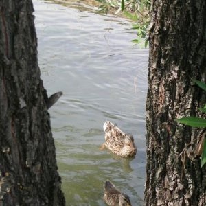 09-07-2006 - Piacenza 2006 un anno dopo...