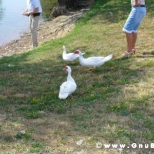 09-07-2006 - Piacenza 2006 un anno dopo...