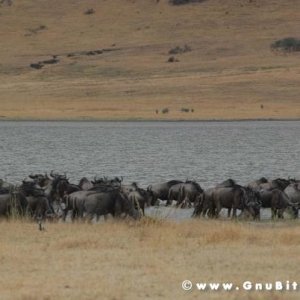 Le vacanze dei Gnubitters!