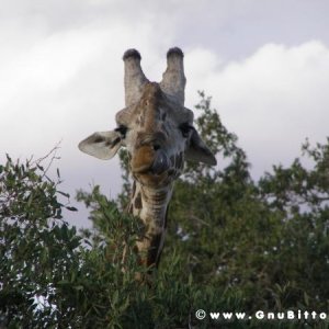 Le vacanze dei Gnubitters!