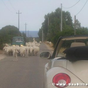 Le vacanze dei Gnubitters!