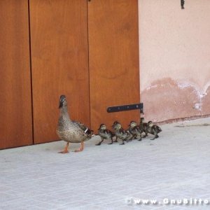 21/22-04-2007 - Laguna Gnu 2007