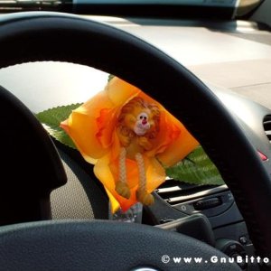 21/22-04-2007 - Laguna Gnu 2007