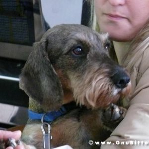 30-03-2008 - pORTA lo Gnu al Lago! 2008