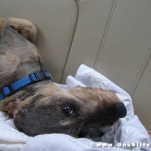 30-03-2008 - pORTA lo Gnu al Lago! 2008