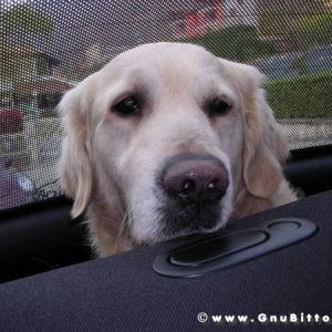 30-03-2008 - pORTA lo Gnu al Lago! 2008