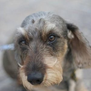 28-09-2008 - romaGNUa mia ! 2008