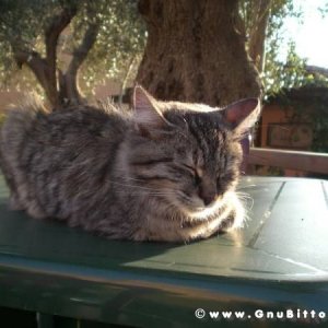 28-09-2008 - romaGNUa mia ! 2008