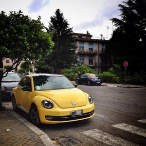 Avvistamenti Beetle Casuali