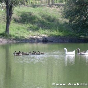 17-07-2005 -  Piacenza