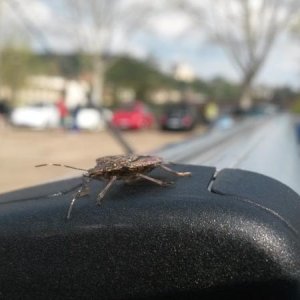 Raduno short di primavera a Lucca :-)