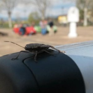 Raduno short di primavera a Lucca :-)