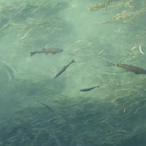 Raduno d'Autunno 2014 a Borghetto (VR)