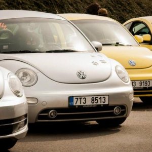 13th International Beetle Meeting in Czech Republic (spring event)