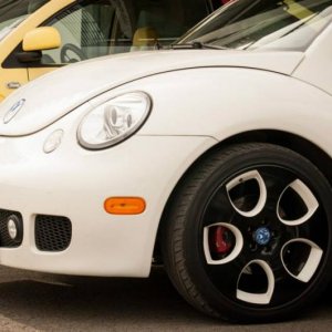 13th International Beetle Meeting in Czech Republic (spring event)