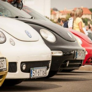 13th International Beetle Meeting in Czech Republic (spring event)