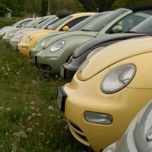 13th International Beetle Meeting in Czech Republic (spring event)