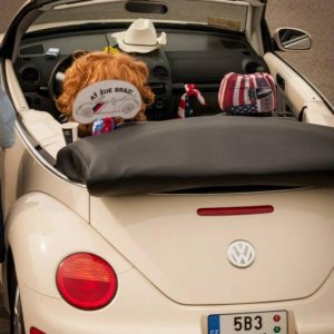 13th International Beetle Meeting in Czech Republic (spring event)