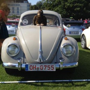 11218204 1141444949216354 3890441340225182888 n