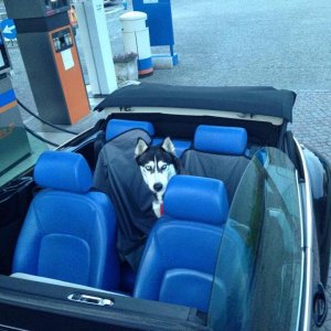 11998829 950945301636497 1546299271 n