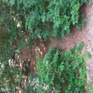 Raduno d' estate 2016 a Rovereto