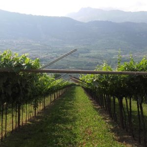 Raduno d' estate 2016 a Rovereto