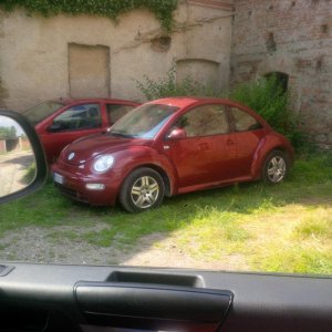 La Bischera-con-le-galline