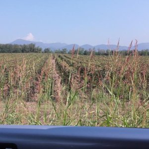 Raduno ad alto grad....azione ! :-D