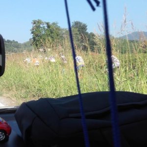 Raduno ad alto grad....azione ! :-D