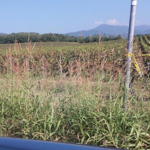 Raduno ad alto grad....azione ! :-D