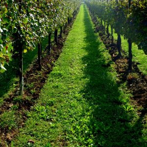 Franciacorta !!!!!!!!!!!!