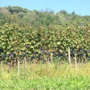 Franciacorta Settembre 2016