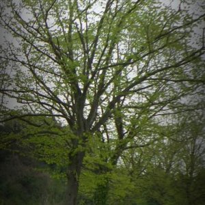 37? raduno  Toscana Primavera 2017