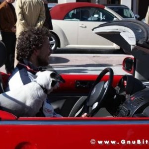 20-03-2011 - Scacco alla Gnu