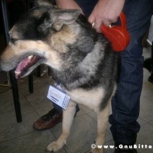 20-03-2011 - Scacco alla Gnu