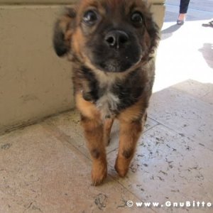 20-03-2011 - Scacco alla Gnu