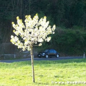 Raduno di Primavera 2012