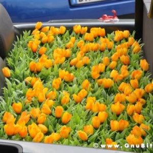 Raduno di Primavera 2012