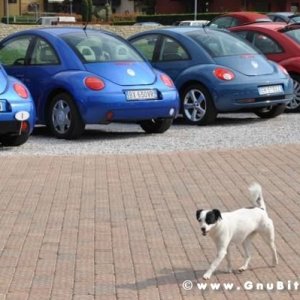 Raduno di Primavera 2012