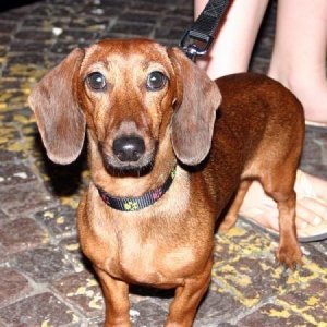 30-07-2005 - Stelle sotto le Stelle