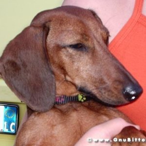 30-07-2005 - Stelle sotto le Stelle