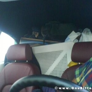 Mozzarellina 2008 - 20**