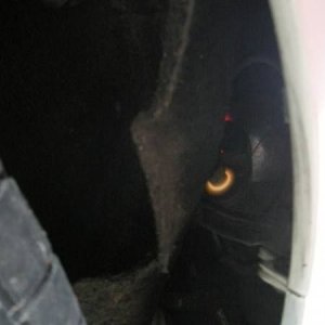 Mozzarellina 2008 - 20**